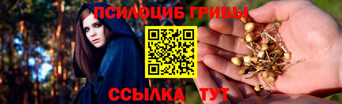 Чайковский  как найти закладки  Вход с VPN  Галлюциногенные грибы Magic Shrooms 
